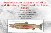 Reproductive Success of Wild and Hatchery Steelhead in Forks Creek Thomas Quinn School of Aquatic and Fishery Sciences University of Washington.