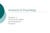 Anatomy & Physiology Chapter 1 The Human Body: An Orientation Original.