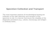 Specimen Collection and Transport The most important aspects of microbiological testing are collection of the right specimen and transport of the specimen.