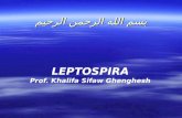 Lecture 28 Leptospira