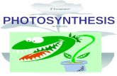 PHOTOSYNTHESIS. Photosynthesis process by which green plants & some organisms –s–seaweed, algae & certain bacteria use light energy to convert CO 2 +