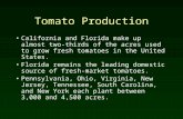 Tomato Production California and Florida make up almost two- thirds of the acres used to grow fresh tomatoes in the United States. Florida remains the.