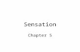 Sensation Chapter 5. Sensation Sensing the World: Some Basic Principles Threshold Sensory Adaptation Vision The Stimulus Input: Light Energy The Eye.