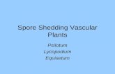 Spore Shedding Vascular Plants Psilotum Lycopodium Equisetum.