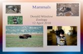 Mammals Donald Winslow Zoology 12 April 2010. Characteristics of mammals Synapsid skull, hair, keratin, follicles Glands: sweat, scent, sebaceous, and.