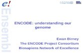ENCODE: understanding our genome Ewan Birney The ENCODE Project Consortium Biosapiens Network of Excellence.