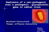 Bernhard Dietzschold Thomas Jefferson University Paris, France May 2007 Dominance of a non-pathogenic over a pathogenic glycoprotein gene in rabies virus.