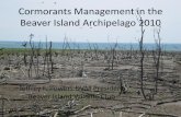 Cormorants Management in the Beaver Island Archipelago 2010
