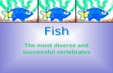 Fish The most diverse and successful vertebrates.