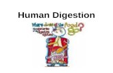 Human Digestion. Nutrition process by which organisms obtain and utilize their food 2 Parts: 1. ingestion- process of taking food into the digestive system.
