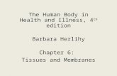 The Human Body in Health and Illness, 4 th edition Barbara Herlihy Chapter 6: Tissues and Membranes.