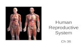 Human Reproductive System Ch 36. SC.912.L.16.13 Describe the basic anatomy and physiology of the human reproductive system.