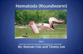 Nematoda (Roundworm) By: Keenan Faix and Timmy Lee  (fake)