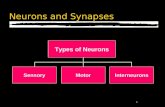 1 Neurons and Synapses Types of Neurons SensoryMotor Interneurons.
