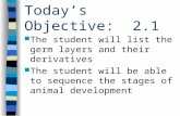 Todays Objective: 2.1 The student will list the germ layers and their derivatives The student will be able to sequence the stages of animal development.