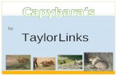 By Taylor Links. There are five different groups of animals with vertebrates. These classifications are: Mammals Fish Reptiles Birds and Amphibians.