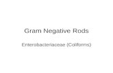 16 Gram Negative Coliforms