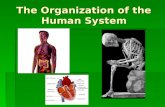 The Organization of the Human System. Homeostasis Homeostasis is the regulation of an organisms internal, life- maintaining conditions despite changes.