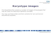 © 2009 NHS National Genetics Education and Development CentreGenetics and Genomics for Healthcare  Karyotype images This PowerPoint.