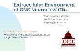Extracellular Environment of CNS Neurons & Glia Tony Gardner-Medwin, Physiology room 331 ucgbarg@ucl.ac.uk  Please use the Web Discussion.