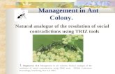 Management in Ant Colony. Natural analogue of the resolution of social contradictions using TRIZ tools 1. Bogatyreva O.A Management in ant colonies: Natural.