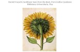 Daniel Froeschl, Sunflower Seen from the Back, from Codice Casabona Biblioteca Universitaria, Pisa.