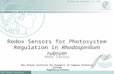 Max Planck Institute Magdeburg CNV-Meeting September 16 th 2011 Redox Sensors for Photosystem Regulation in Rhodospirillum rubrum Anke Carius MAX-PLANCK-INSTITUT.