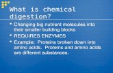 What is chemical digestion? Changing big nutrient molecules into their smaller building blocks REQUIRES ENZYMES Example: Proteins broken down into amino.