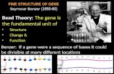 FINE STRUCTURE OF GENE Seymour Benzer (1950-60) Bead Theory: The gene is the fundamental unit of Structure Change & Function Benzer: if a gene were a sequence.