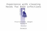 Experience with clearing herds for BVDV infections Practitioner Jørgen Katholm Vivild Denmark.