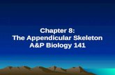 Chapter 8: The Appendicular Skeleton A&P Biology 141.