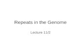 Repeats in the Genome Lecture 11/2. Repeats in the genome Interspersed repeats Tandem repeats –Microsatellites –Minisatellites –Satellites.