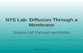 Saccone Powerpoint NYS Lab: Diffusion Through a Membrane Dialysis Cell Transport and Elodea .