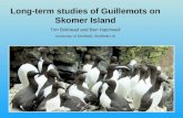 Long-term studies of Guillemots on Skomer Island Tim Birkhead and Ben Hatchwell University of Sheffield, Sheffield UK.