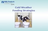 Cold Weather Feeding Strategies. What Influences Calf Growth? Nutrition Health Genetics Environment.