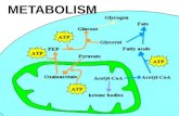 METABOLISM. YOU MUST KNOW… THE KEY ROLE OF ATP IN ENERGY COUPLING THAT ENZYMES WORK BY LOWERING THE ENERGY OF ACTIVATION THE CATALYTIC CYCLE OF AN ENZYME.