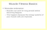 Muscle Fitness Basics Muscular endurance –Muscles can work for long periods before becoming fatigued. –This happens because the energy systems of your.