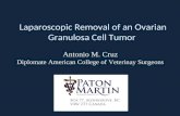 Laparoscopic Removal of an Ovarian Granulosa Cell Tumor Antonio M. Cruz Diplomate American College of Veterinay Surgeons.