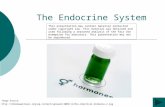 The Endocrine System Image Source:  This presentation may contain material.