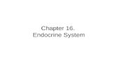 Chapter 16. Endocrine System. Overview Endocrine system functions Endocrine vs. neural control Types of hormones and their receptors Hypothalamic – pituitary.