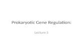 Prokaryotic Gene Regulation: Lecture 5. Introduction The two types of transcription regulation control in prokaryotic cells The lac operon an inducible.