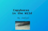 Capybaras in the Wild By Jaelyn. Table of Contents.