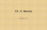 15.4 Worms Part 2. Objectives Explain the importance of a segmented worm's coelom. List worms that live as parasites in humans.
