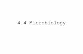 4.4 Microbiology. Standard metric units Prokaryotic Cells Revision: – Whats a prokaryote? – What are the key features of prokaryotes?