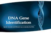Speed, Accurate and Efficient way to identify the DNA.