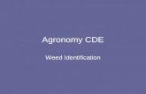 Agronomy CDE Weed Identification. Choose the correct answer A. Canada Thistle B. Common Cocklebur C. Field Bindweed D. Sow Thistle Click to see correct.