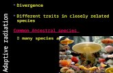 Adaptive radiation Divergence Different traits in closely related species Common Ancestral species many species adapted to different habitats.