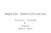 Reptile Identification Turtles, Lizards & Snakes March 2013.