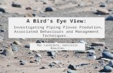 A Birds Eye View: Investigating Piping Plover Predation, Associated Behaviours and Management Techniques. MSc Candidate, Gabrielle Beaulieu Dalhousie University.