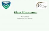 Plant Hormones Anjali More University of Arkansas.